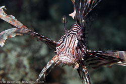 BD-160102-Kalanggaman-1928-Pterois-volitans-(Linnaeus.-1758)-[Red-lionfish.-Drakfisk].jpg